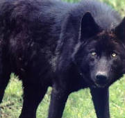 blackwolf.jpg