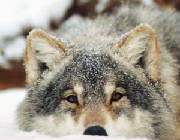 snownose.jpg