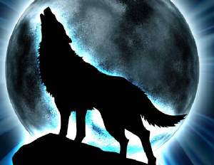 wolfnewss.jpg