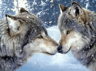 alphapair.gif