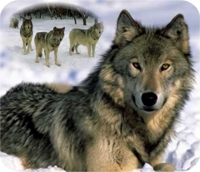 wolves1_mp.jpg
